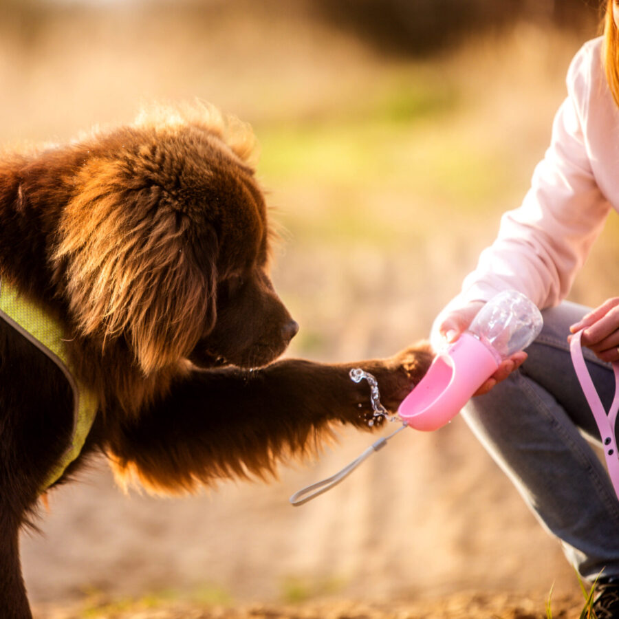 Pies trąca łapą butelko miskę turystyczną dla zwierząt