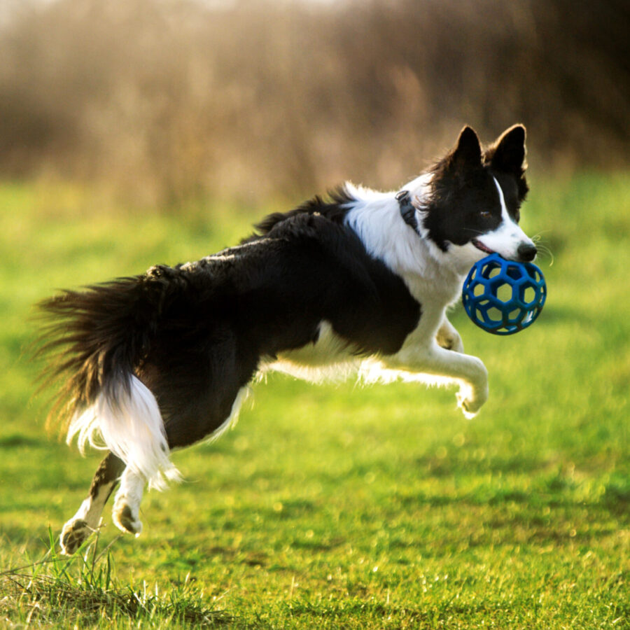 Border collie z piłką ażurową w pysku