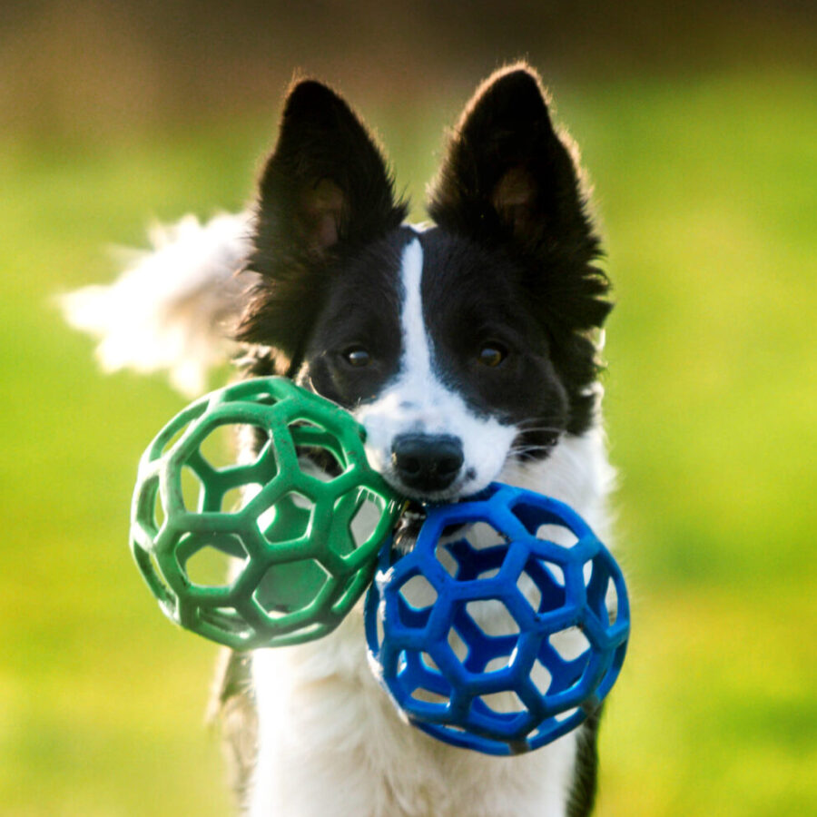 Border collie z piłką zieloną i niebieską w pysku