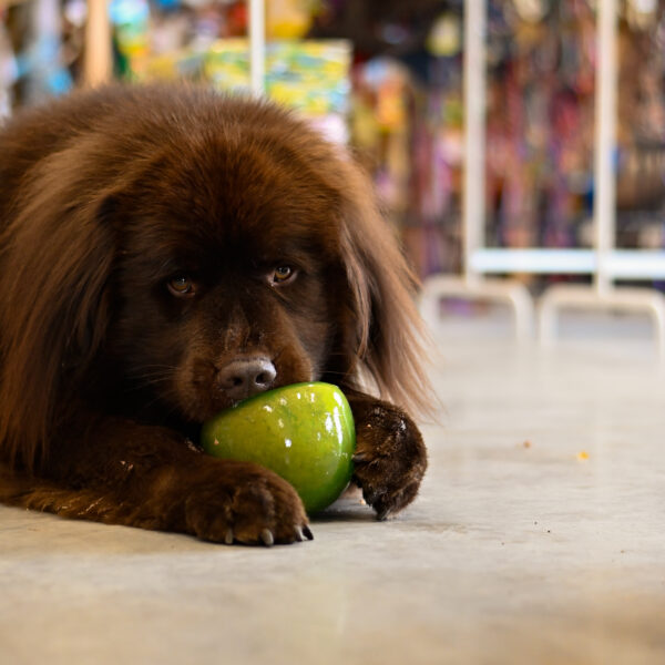 OUTWARD HOUND ORBEE-TUFF Snoop Green duża wywijana smakula