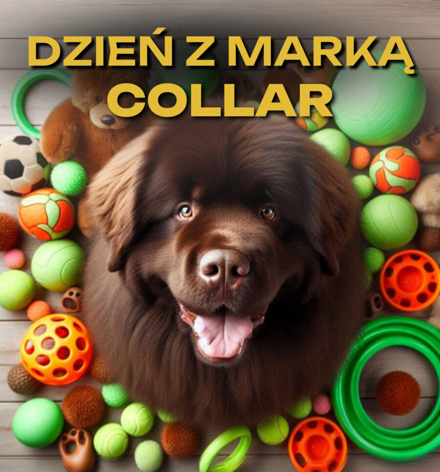 Dzień z marką COLLAR - wybierz swój prezent!