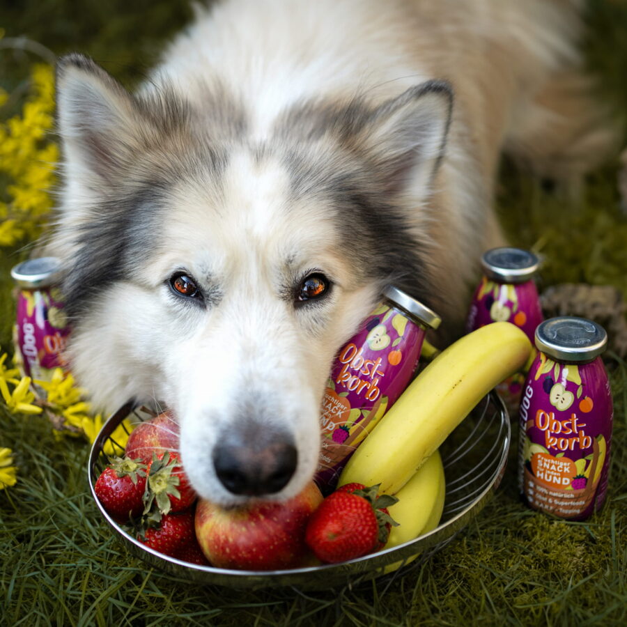 SMOOTHIEDOG SMOOTHIEDOG OBSTKORB - płynny smakołyk dla psa kosz owoców