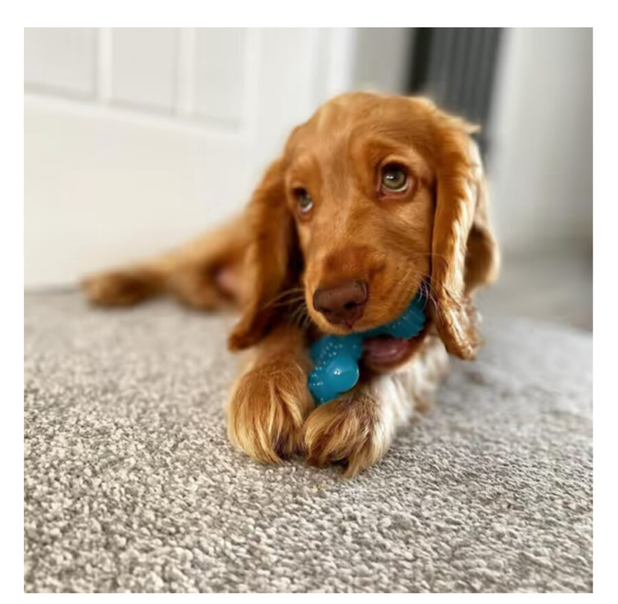 Nylabone Beef Puppy X Shaped Chew XS - mały elastyczny gryzak dla szczeniaka, o smaku wołowiny